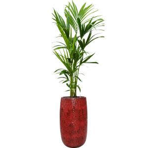 Plant in Pot Kentia Howea Forsteriana 180 cm kamerplant in Hoge Marly Deep Red 36 cm bloempot