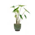Plant in Pot Alocasia Zebrina 90 cm kamerplant in Linn Deep Green 25 cm bloempot
