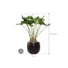 Plant in Pot Anthurium Arrow 120 cm kamerplant in Marly Black 41 cm bloempot