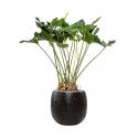 Plant in Pot Anthurium Arrow 120 cm kamerplant in Marly Black 41 cm bloempot