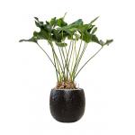 Plant in Pot Anthurium Arrow 120 cm kamerplant in Marly Black 41 cm bloempot