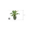 Plant in Pot Anthurium Ellipticum Jungle Bush 70 cm kamerplant in Linn Deep Green 25 cm bloempot