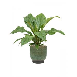 Plant in Pot Anthurium Ellipticum Jungle Bush 70 cm kamerplant in Linn Deep Green 25 cm bloempot