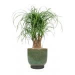 Plant in Pot Beaucarnea Recturvata 75 cm kamerplant in Linn Deep Green 25 cm bloempot