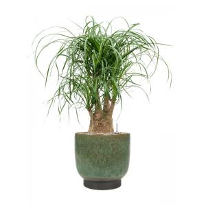 Plant in Pot Beaucarnea Recturvata 75 cm kamerplant in Linn Deep Green 25 cm bloempot