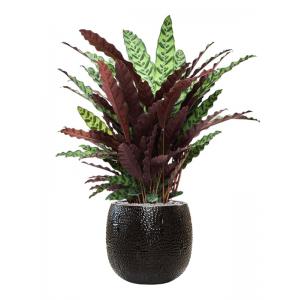 Plant in Pot Calathea Insignis 120 cm kamerplant in Marly Black 41 cm bloempot