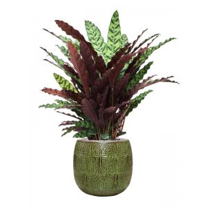 Plant in Pot Calathea Insignis 120 cm kamerplant in Marly Green 41 cm bloempot