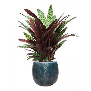 Plant in Pot Calathea Insignis 120 cm kamerplant in Marly Ocean Blue 41 cm bloempot