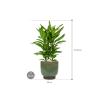 Plant in Pot Cordyline Fructicosa Glauca 80 cm kamerplant in Linn Deep Green 25 cm bloempot