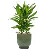 Plant in Pot Cordyline Fructicosa Glauca 80 cm kamerplant in Linn Deep Green 25 cm bloempot