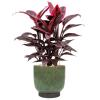 Plant in Pot Cordyline Fructicosa Mambo 70 cm kamerplant in Linn Deep Green 25 cm bloempot