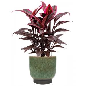 Plant in Pot Cordyline Fructicosa Mambo 70 cm kamerplant in Linn Deep Green 25 cm bloempot