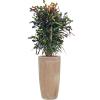 Plant in Pot Croton Variegatum Mammi 155 cm hydrocultuur plant in Terra Cotta 36 cm bloempot