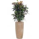Plant in Pot Croton Variegatum Mammi 155 cm hydrocultuur plant in Terra Cotta 36 cm bloempot