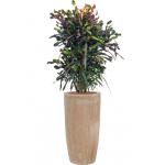 Plant in Pot Croton Variegatum Mammi 155 cm hydrocultuur plant in Terra Cotta 36 cm bloempot