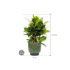 Plant in Pot Croton Variegatum Petra 75 cm kamerplant in Linn Deep Green 25 cm bloempot