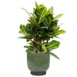 Plant in Pot Croton Variegatum Petra 75 cm kamerplant in Linn Deep Green 25 cm bloempot