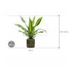 Plant in Pot Dracaena Fragrans Burley 105 cm kamerplant in Cylinder Green 30 cm bloempot