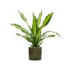 Plant in Pot Dracaena Fragrans Burley 105 cm kamerplant in Cylinder Green 30 cm bloempot