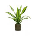 Plant in Pot Dracaena Fragrans Burley 105 cm kamerplant in Cylinder Green 30 cm bloempot
