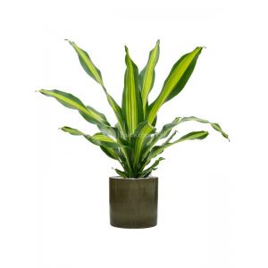 Plant in Pot Dracaena Fragrans Burley 105 cm kamerplant in Cylinder Green 30 cm bloempot