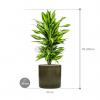 Plant in Pot Dracaena Fragrans Cintho 100 cm kamerplant in Cylinder Green 30 cm bloempot