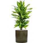 Plant in Pot Dracaena Fragrans Cintho 100 cm kamerplant in Cylinder Green 30 cm bloempot