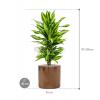 Plant in Pot Dracaena Fragrans Cintho 95 cm kamerplant in Cylinder Gold 30 cm bloempot