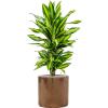 Plant in Pot Dracaena Fragrans Cintho 95 cm kamerplant in Cylinder Gold 30 cm bloempot