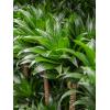 Plant in Pot Dracaena Fragrans Compacta 105 cm kamerplant in Cylinder Gold 30 cm bloempot