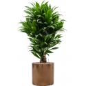 Plant in Pot Dracaena Fragrans Compacta 105 cm kamerplant in Cylinder Gold 30 cm bloempot