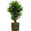 Plant in Pot Dracaena Fragrans Compacta 105 cm kamerplant in Cylinder Green 30 cm bloempot
