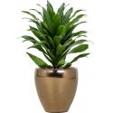 Plant in Pot Dracaena Fragrans Compacta 50 cm hydrocultuur plant in Amora Gold 21 bloempot
