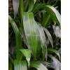 Plant in Pot Dracaena Fragrans Janet Lind 180 cm kamerplant in Marly Ocean Blue 36 cm hoge bloempot