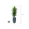 Plant in Pot Dracaena Fragrans Janet Lind 180 cm kamerplant in Marly Ocean Blue 36 cm hoge bloempot
