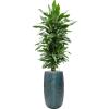 Plant in Pot Dracaena Fragrans Janet Lind 180 cm kamerplant in Marly Ocean Blue 36 cm hoge bloempot