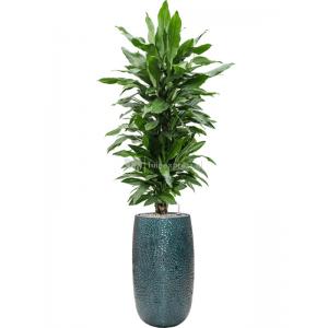 Plant in Pot Dracaena Fragrans Janet Lind 180 cm kamerplant in Marly Ocean Blue 36 cm hoge bloempot