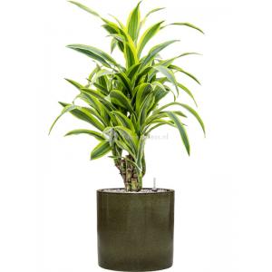 Plant in Pot Dracaena Fragrans Lemon Lime 100 cm kamerplant in Cylinder Green 30 cm bloempot