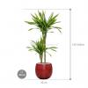 Plant in Pot Dracaena Fragrans Riki 115 cm kamerplant in Marly Deep Red 30 cm bloempot