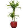 Plant in Pot Dracaena Fragrans Riki 115 cm kamerplant in Marly Deep Red 30 cm bloempot