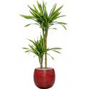 Plant in Pot Dracaena Fragrans Riki 115 cm kamerplant in Marly Deep Red 30 cm bloempot