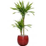 Plant in Pot Dracaena Fragrans Riki 115 cm kamerplant in Marly Deep Red 30 cm bloempot