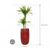 Plant in Pot Dracaena Fragrans Riki 170 cm kamerplant in Hoge Marly Deep Red 36 cm bloempot