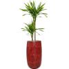 Plant in Pot Dracaena Fragrans Riki 170 cm kamerplant in Hoge Marly Deep Red 36 cm bloempot