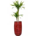 Plant in Pot Dracaena Fragrans Riki 170 cm kamerplant in Hoge Marly Deep Red 36 cm bloempot