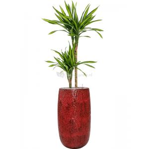 Plant in Pot Dracaena Fragrans Riki 170 cm kamerplant in Hoge Marly Deep Red 36 cm bloempot