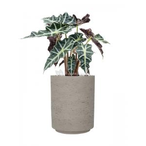 Plant in Pot Alocasia Polly 55 cm kamerplant in Rough Grey Washed 21 cm bloempot
