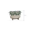 Plant in Pot Alocasia Polly 60 cm kamerplant in Cement With Feet Beige Washed 75x24 cm bloempot