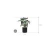 Plant in Pot Alocasia Polly 70 cm kamerplant in Rough Black Washed 25 cm bloempot