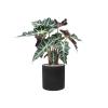 Plant in Pot Alocasia Polly 70 cm kamerplant in Rough Black Washed 25 cm bloempot